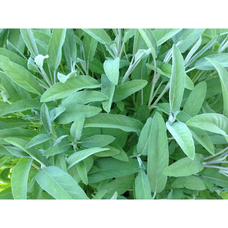 Benih SAGE COMMON herb Salvia officinalis import premium isi 1 biji