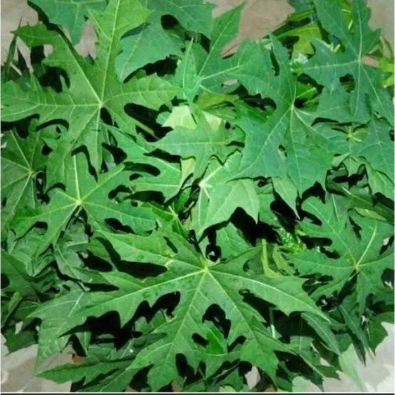 daun pepaya Jepang 1kg