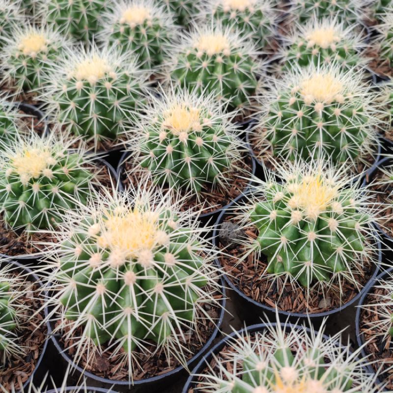 Echinocactus Grusonii (Golden Barrel) | DP 10cm | Kaktus