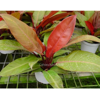 Tanaman Hias Philodendron Orange Juice | Shopee Indonesia