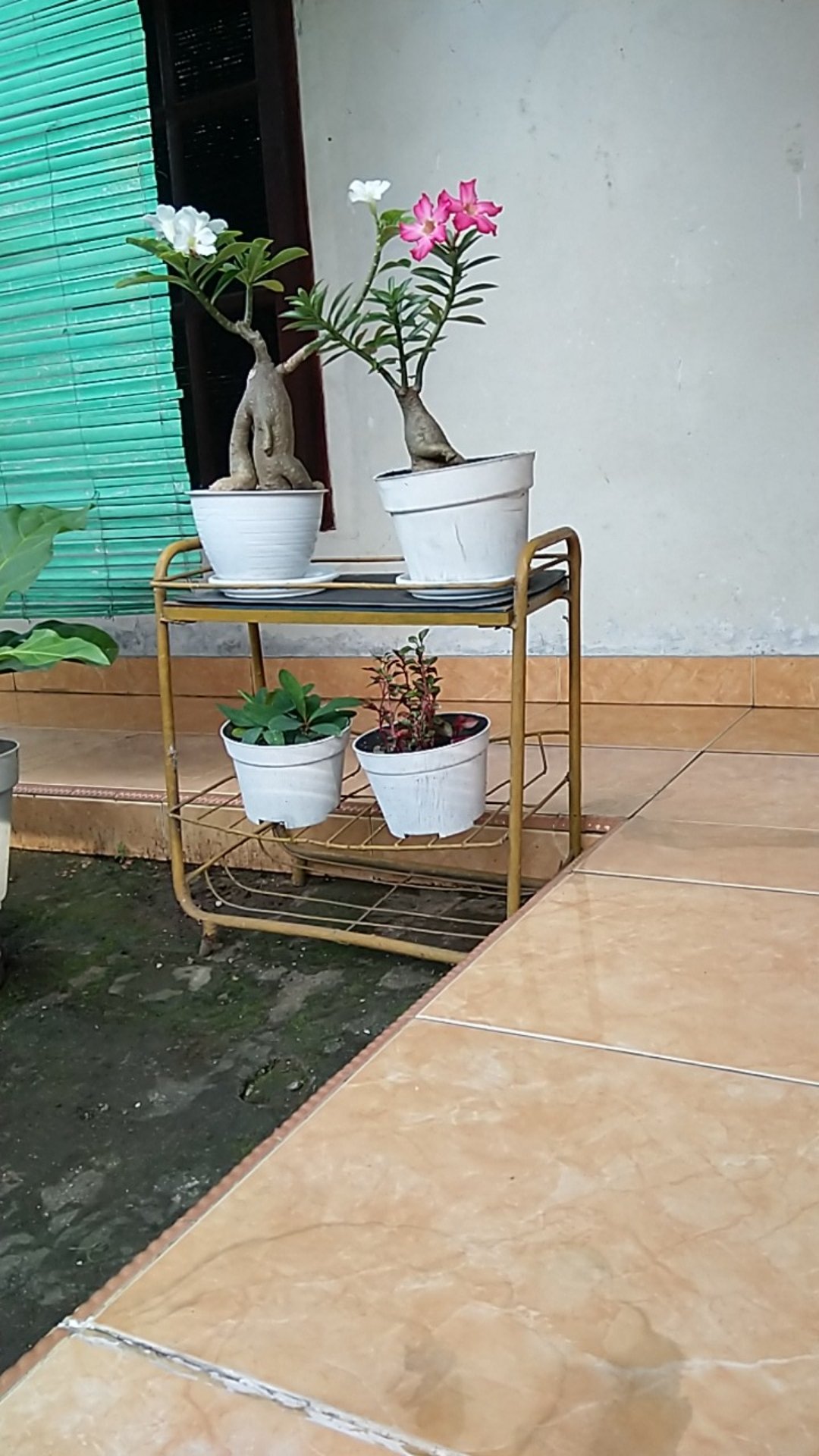 Hio Dupa Stik Besar Samkai Smokey Premium Jasmine Sc-5512 Merah 12 Jam