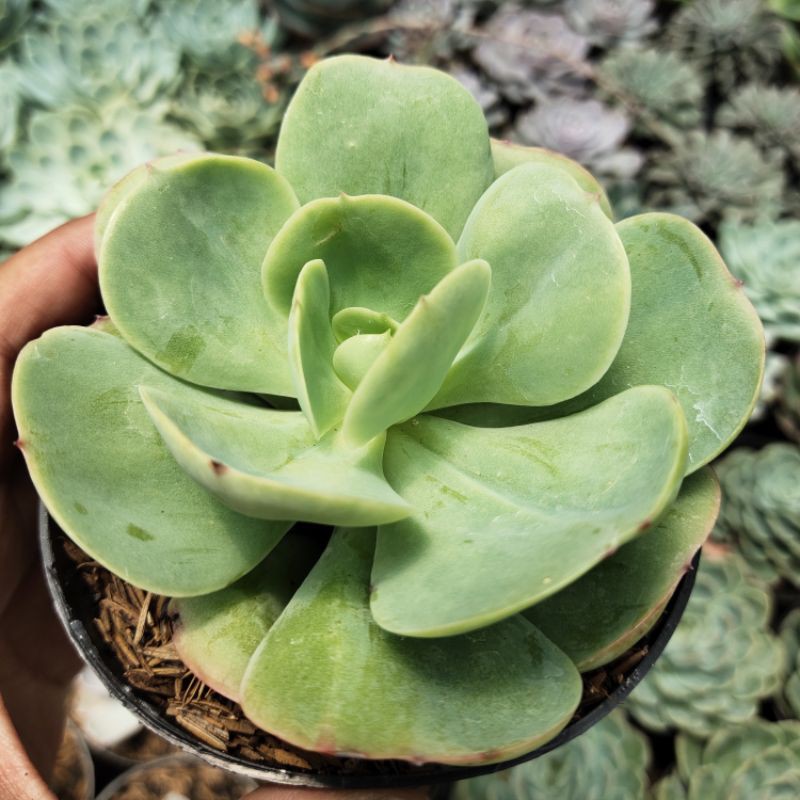 sukulen"echeveria imbricata" import