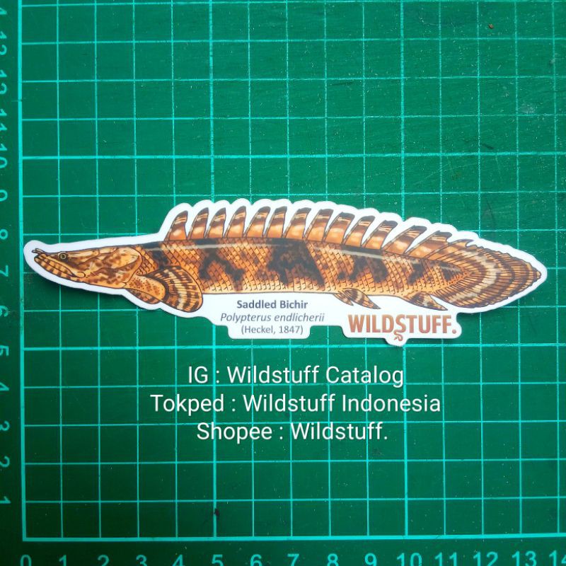 Sticker Wildstuff Palmas Polypterus endlicherii