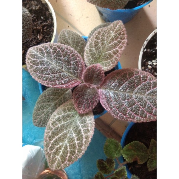 Episcia import  baru ,Episcia chocolate brown soldier