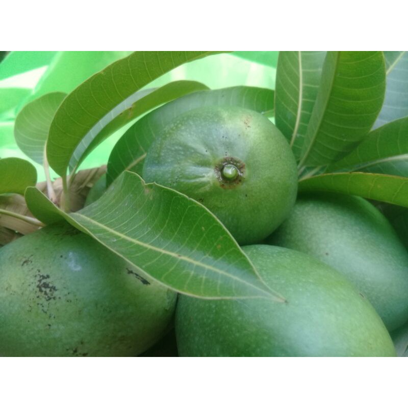 

mangga muda