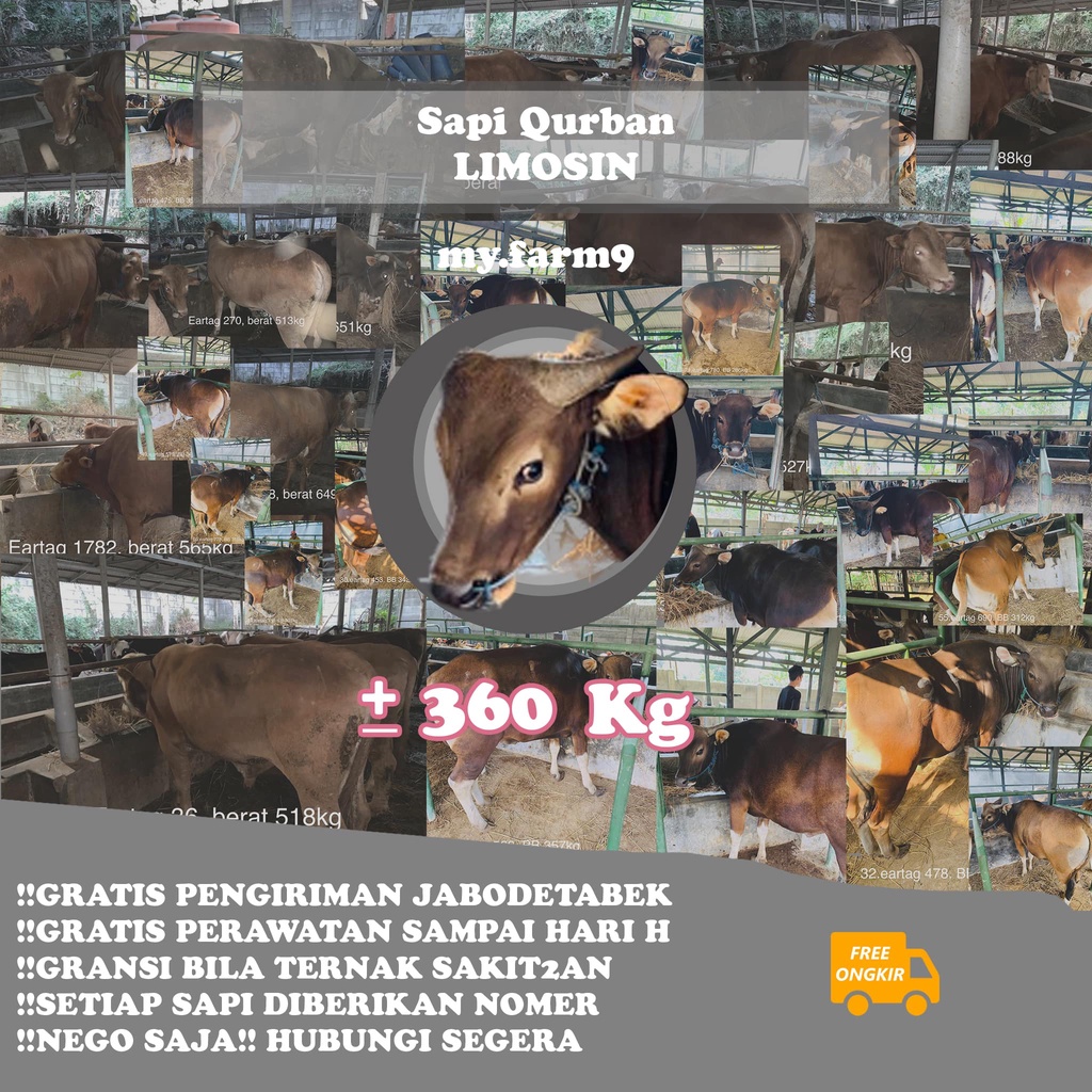 SAPI QURBAN LIMOSIN 350Kg - 400Kg BERKUALITAS Mumpung Belum Sold