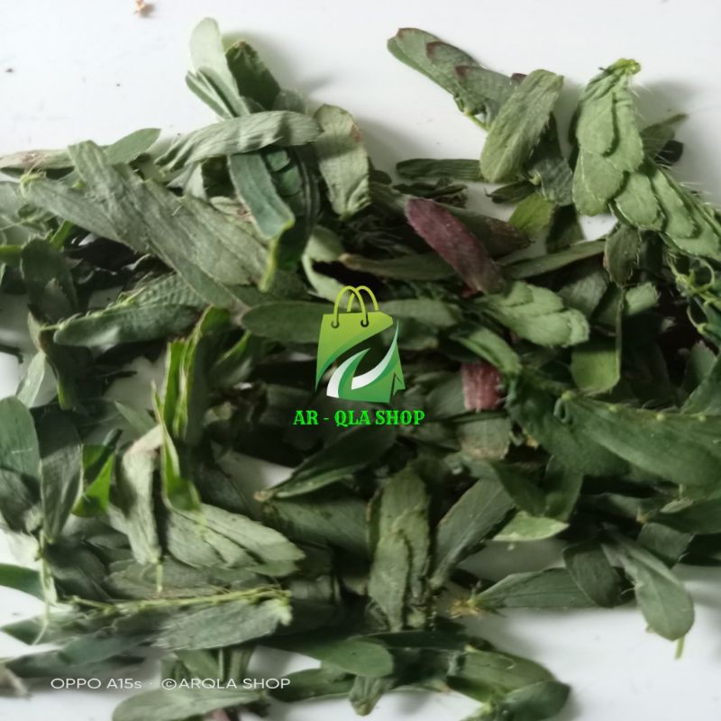 

Daun Putri Malu Putri Malu Daun Organik Segar dipetik Langsung dari Alam 100 gram