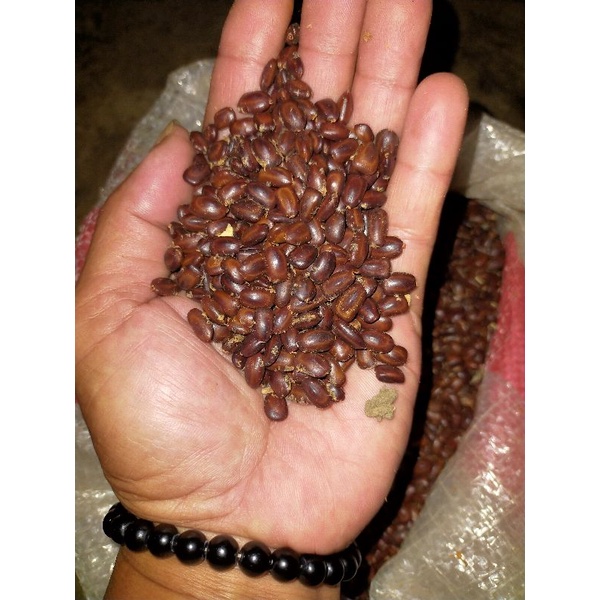 

1kg biji pohon trembesi(keduh murah)