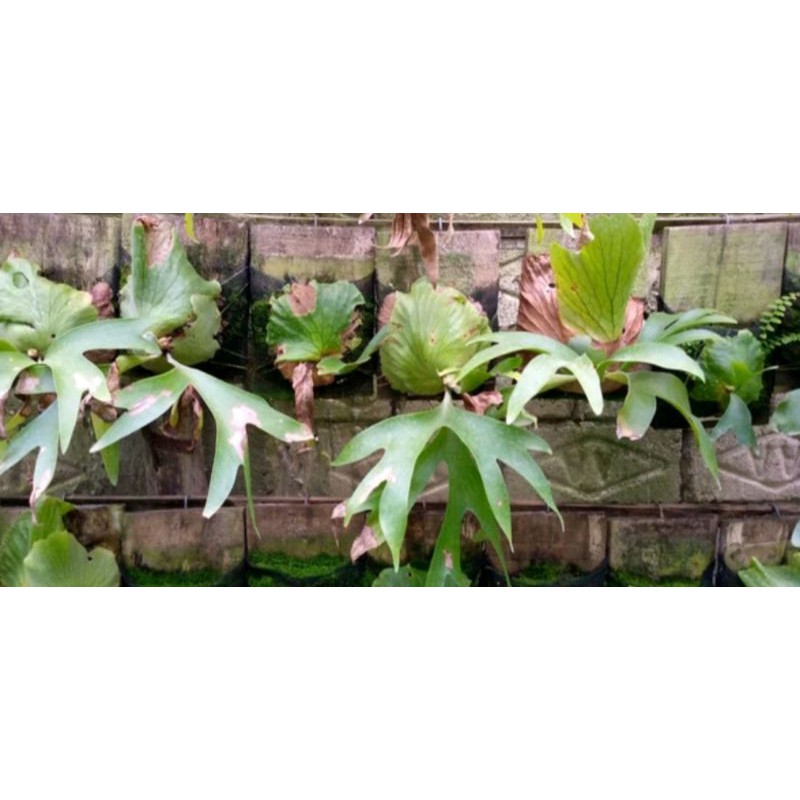 platycerium Coronarium