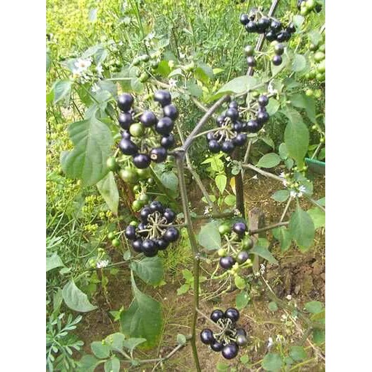 SUPER MURAH-- biji leunca kualitas premium ok