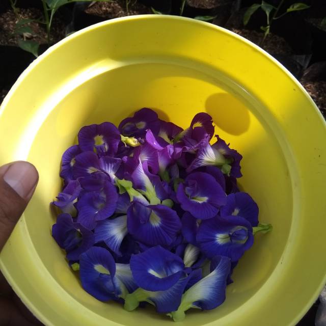 

Bunga Telang kering 10gr