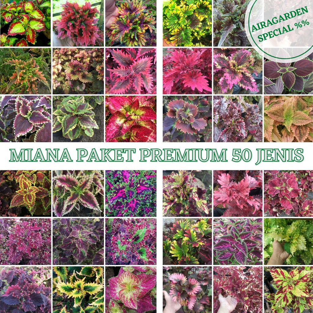 Miana - Coleus - JawerKotok Hias - Miana Paket Premium 50 Jenis Langka