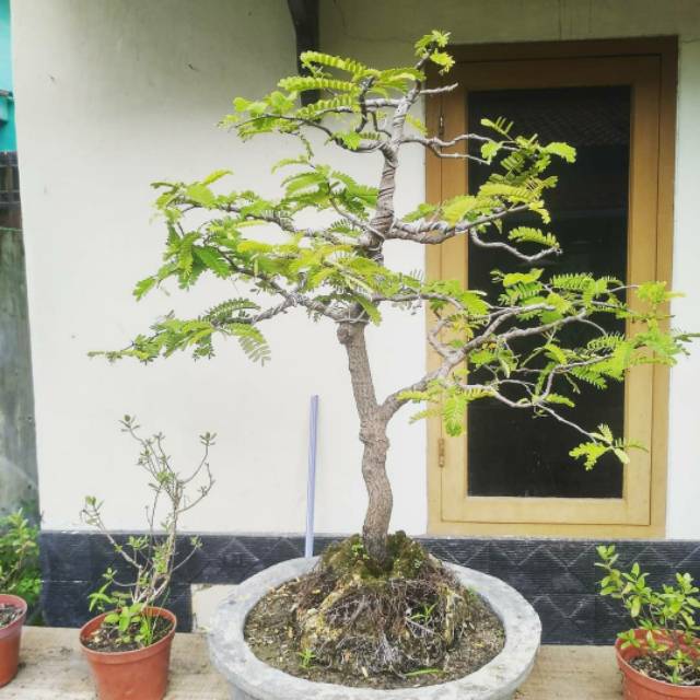 Harga bonsai asem jawa