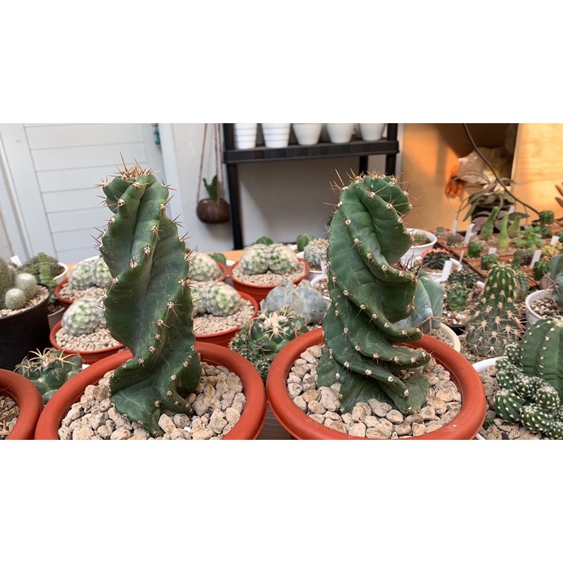 kaktus spiral || cereus forbesii spiralis || kaktus import kaktus koleksi