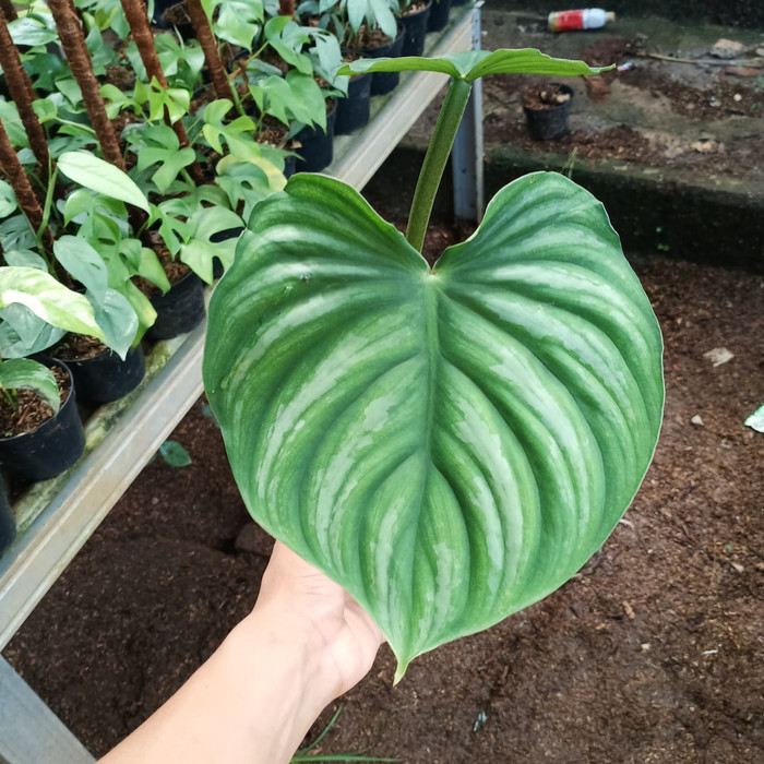 tanaman hias indoor - pohon indoor