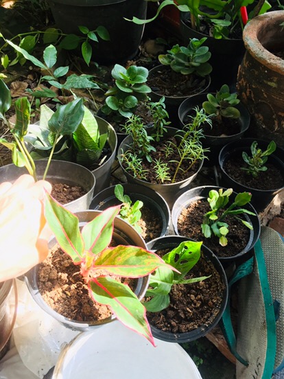 Bibit Tanaman Hias Adenium Kemboja Jepang Bunga Tumpuk Meng Qian