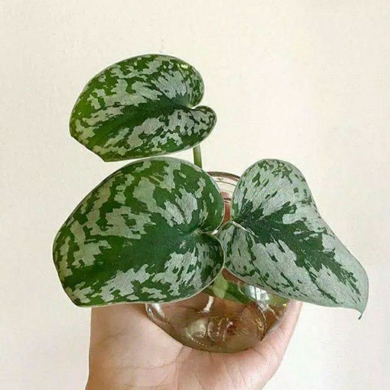 Scindapsus Pictus / Sirih Gading Silver