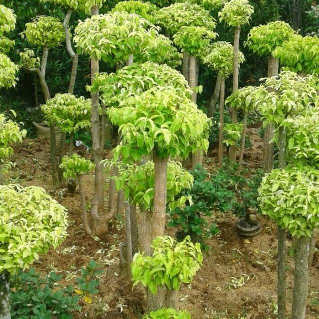 Pohon Hias Anting PUTRI (SALJU)