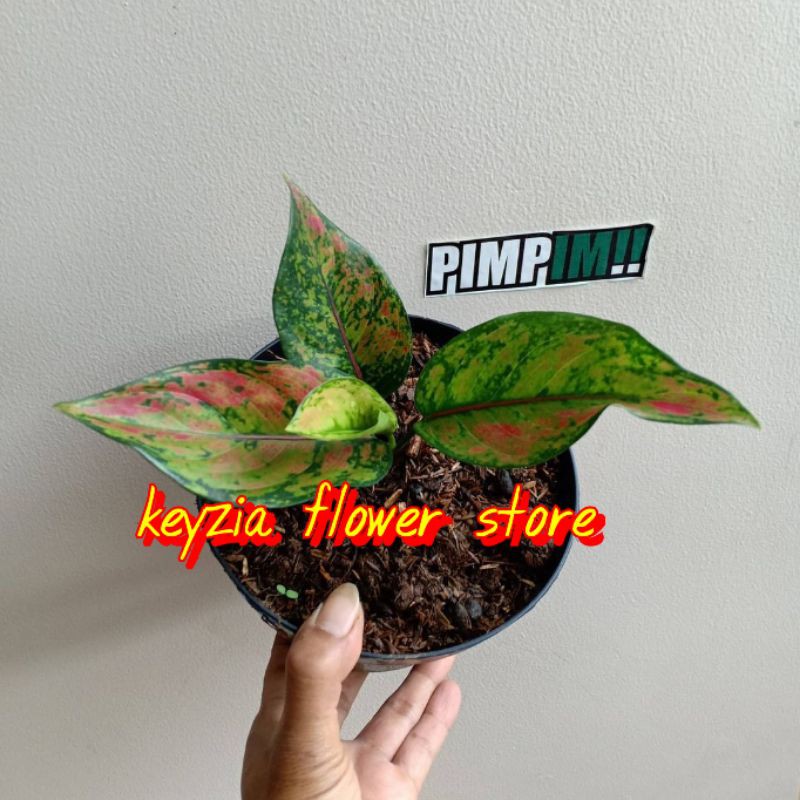 (COD√) bunga aglonema heng heng daun 5-7
