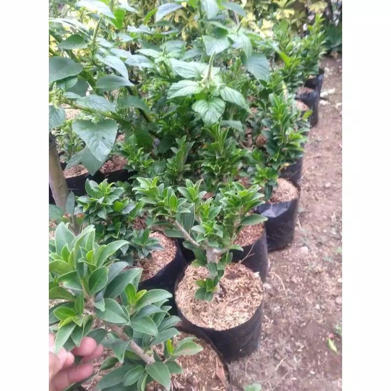 bahan bonsai beringin elegan