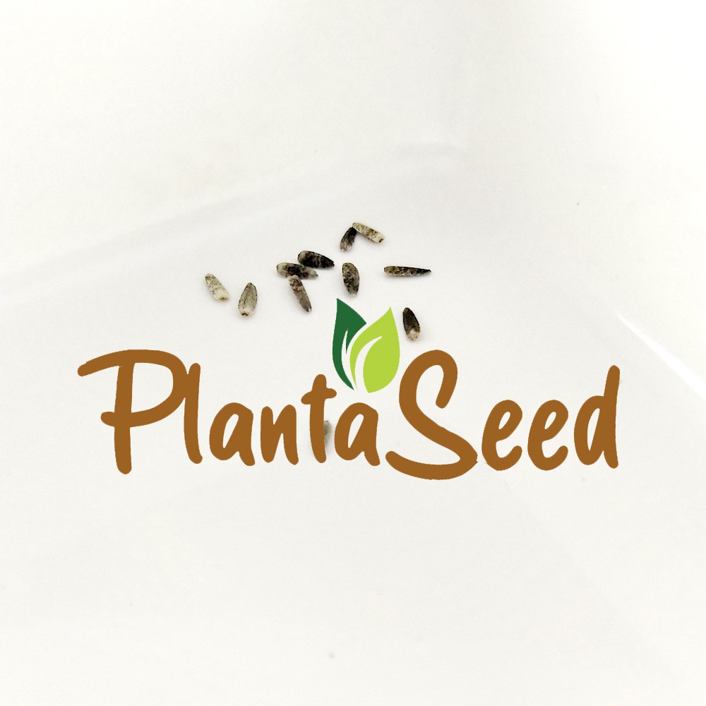 PlantaSeed - 10 Seeds - Maximilian Sunflower Biji Bunga - PAS0205