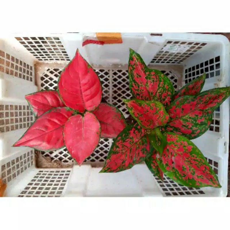 tanaman hias paket aglonema red anjamani/dud anjamani