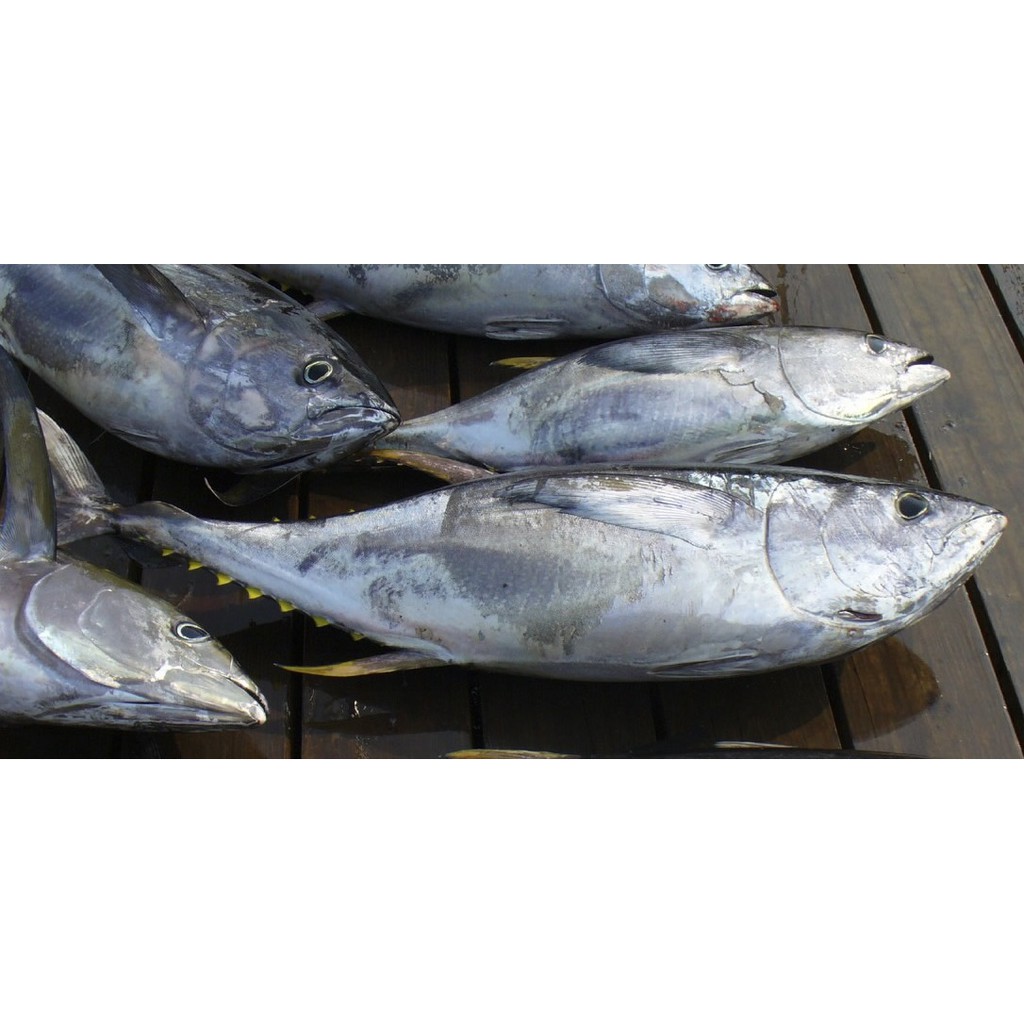 

Ikan Baby Tuna Frozen FreshMart 1 Kg