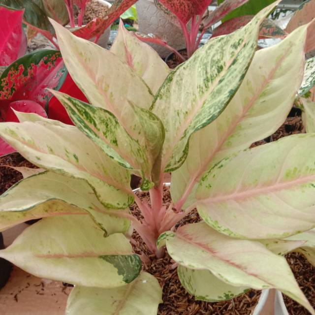 Aglaonema Frozen