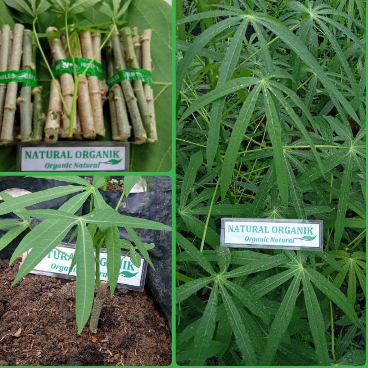 Termurah BIBIT SINGKONG SAYUR 10 POHON || BIBIT POHON DAUN SINGKONG SAYUR 10 POHON