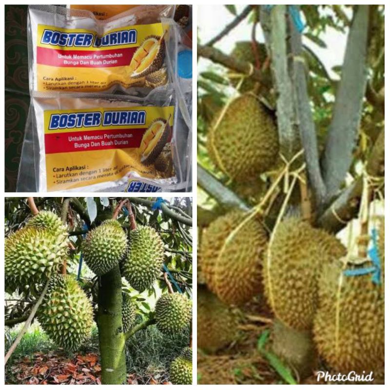 pemacu buah durian booster durian
