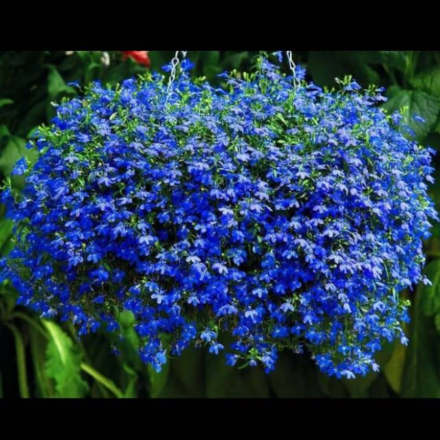 Benih Bunga Lobelia Cambridge Blue Import Uk Inggris Untuk Tanaman Hias Pekarangan Rumah Shopee Indonesia