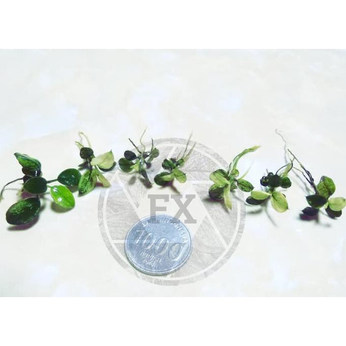 Anubias Pinto - Dennerle - Rizome - Anakan - Tanaman aquascape