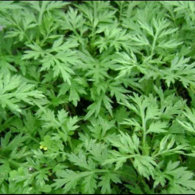 

RB Daun kenikir segar 1kg organik/randa midang/ herbal lalapan sehat siap petik