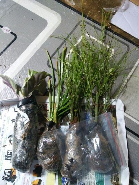 Tanaman Hias Calathea Fusion - Maranta Tisu- Meranti Kapas