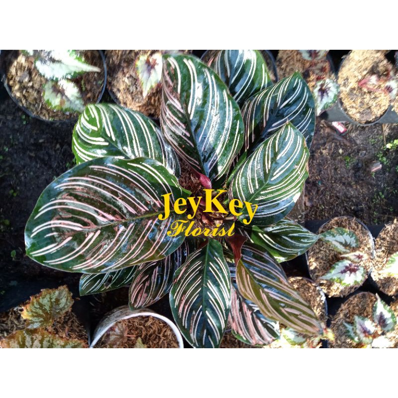 Calathea ornata / calathea batik