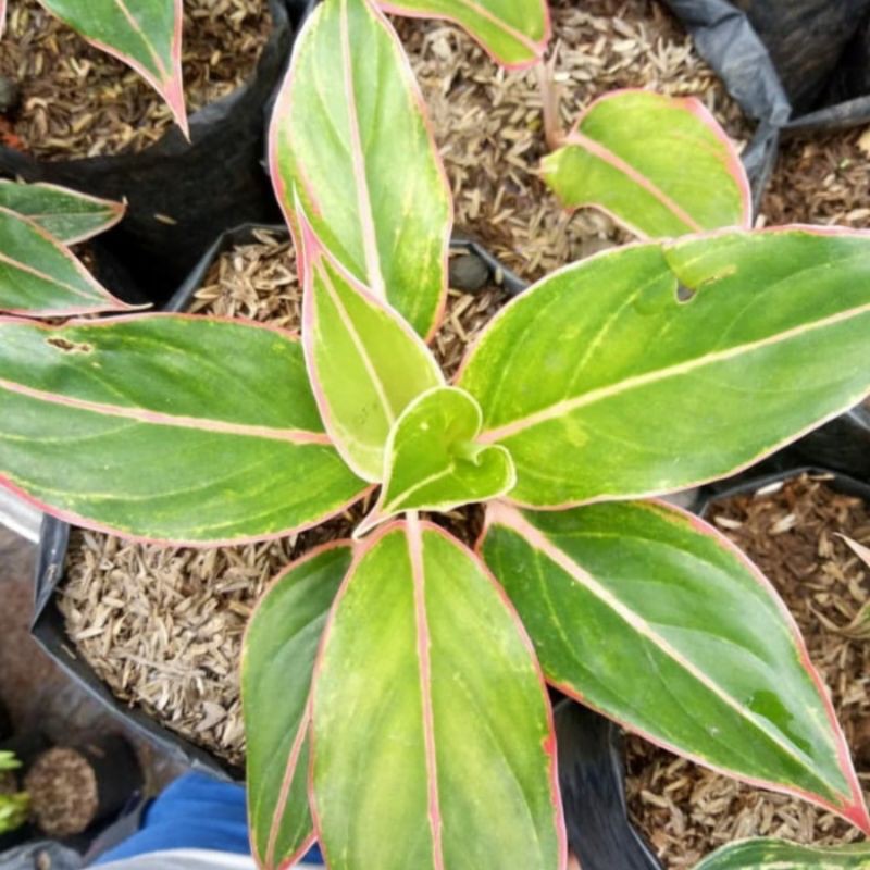 Tanaman Hias Aglaonema Lipstik Klasik - Tanaman Hias Aglaonema Lipstik
