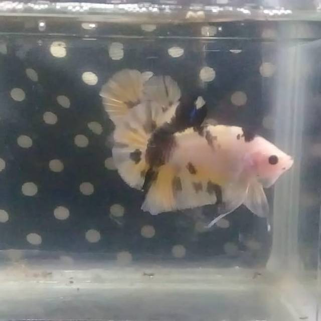 

Ikan Cupang Koi yellow ( real )