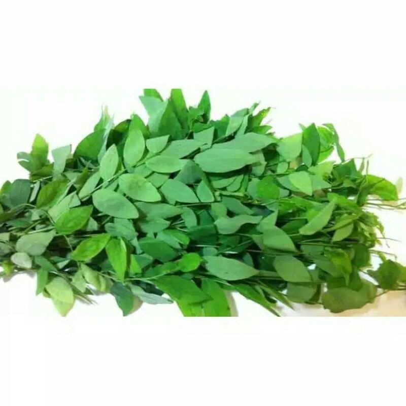 

DAUN KATUK SEGAR / 100% ASLI PETIK KEBUN