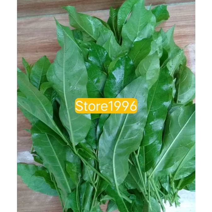 

paket 250 gram Daun Aprika ataw daun dayang segar frees