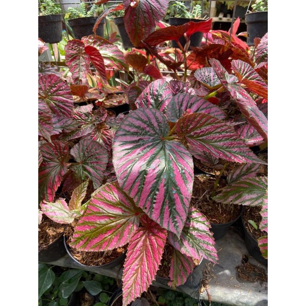 Tanaman Begonia Rex Walet Violet / Pink daun 4-8