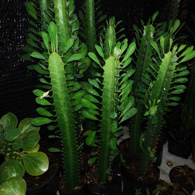 EUPHORBIA TRIGONA || African Milk Tree || SUKULEN CANDI || SUKULEN PAGODA