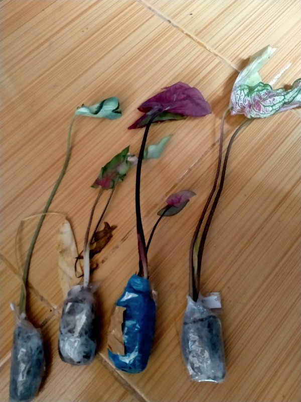 Keladi White Raffles Caladium White Knight