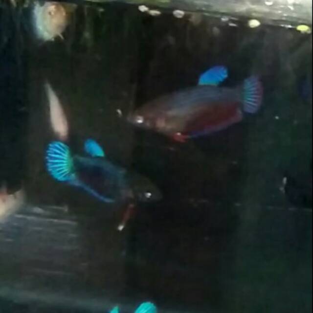 Cupang female aduan paket isi 5.