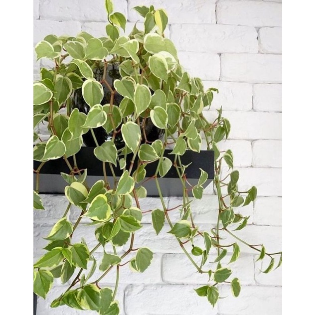 Tanaman Hias Paperomia Mint Frost - Tanaman Hias Jade Plant - Tanaman Hias Teplan Terang Bulan Tanaman Rambat