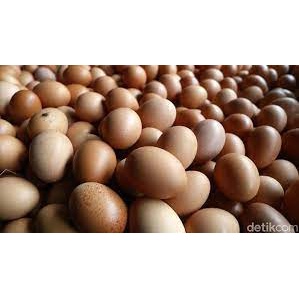 

Telur Ayam 1 pcs / telur ayam negri 1 pcs