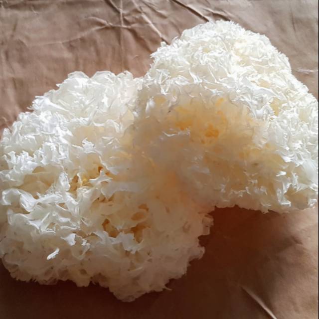 

Jamur Putih Salju Premium / Dried Snow White Fungus / Bai Mu Er Superior Quality