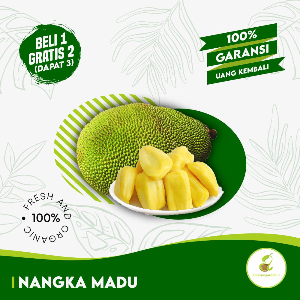 

3 BIBIT NANGKA MADU + SEKAM + PUPUK + PANDUAN PREMIUM TERMURAH TERLARIS