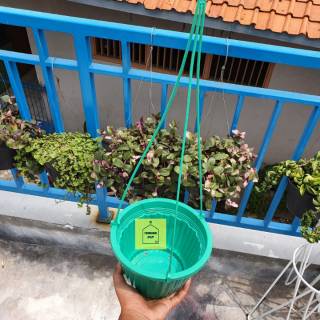  pot  bunga  tanaman gantung  warna  warni  pumba 19cm Shopee 