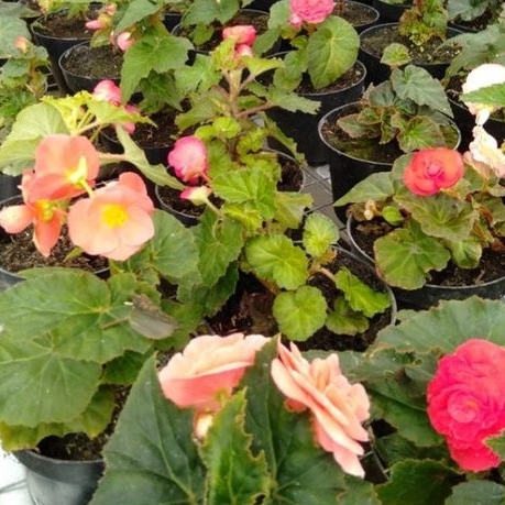 Begonia Mawar