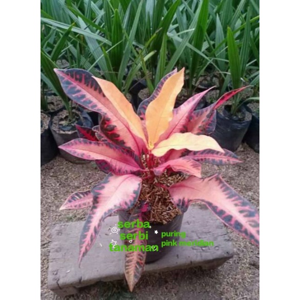 tanaman hias puring pink Meridian cantik